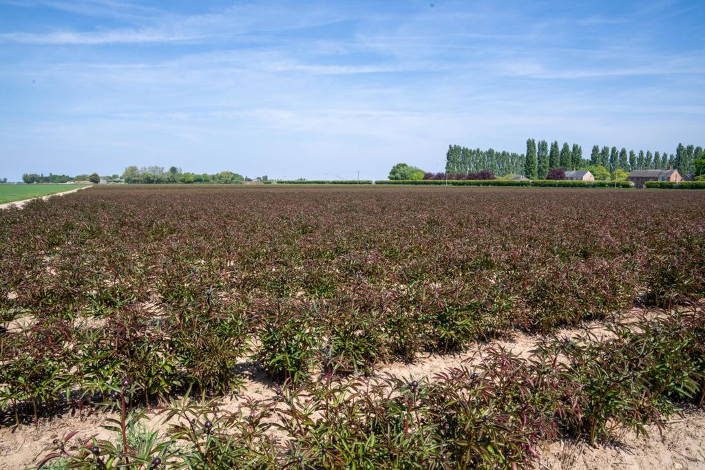 Additional image 10 of Land for saleNew Roman Bank, Terrington St. Clement, King's Lynn, Norfolk PE34