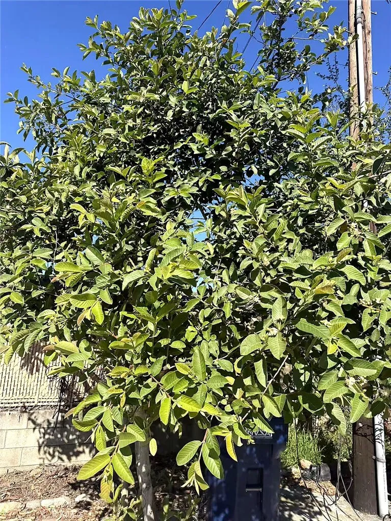 Additional image 23 of 8717 Tilmont Ave, Pico Rivera, CA 90660