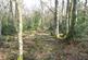 Additional image 9 of Great Wood, Stocksfield, Northumberland. NE42