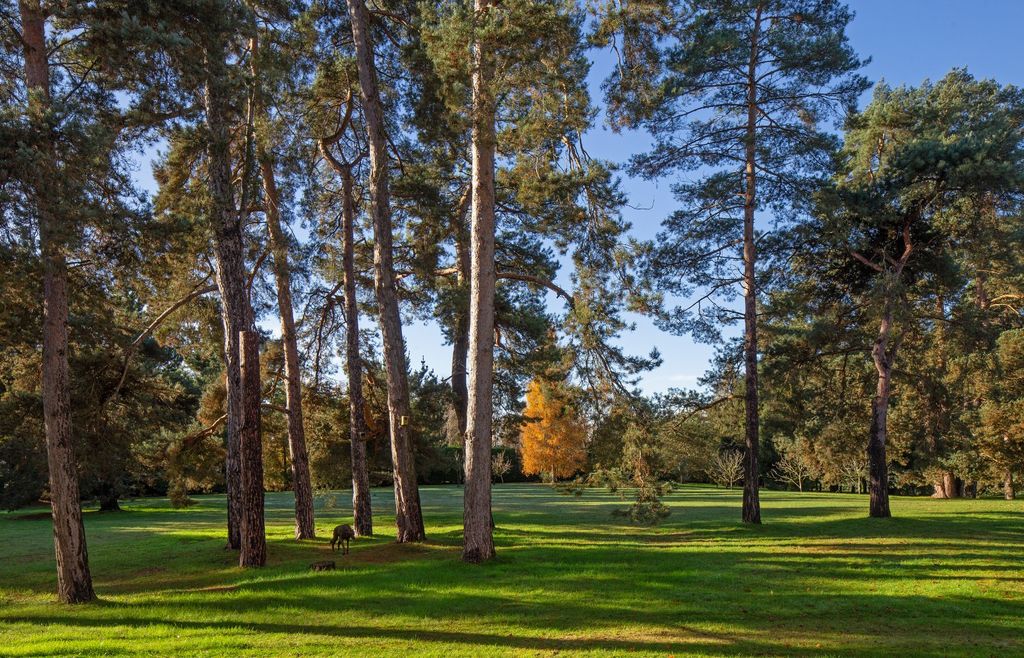 Additional image 11 of 4 bed detached house for saleOxford Road, Frilford Heath, Abingdon, Oxfordshire OX13