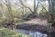 Great Wood, Stocksfield, Northumberland. NE42