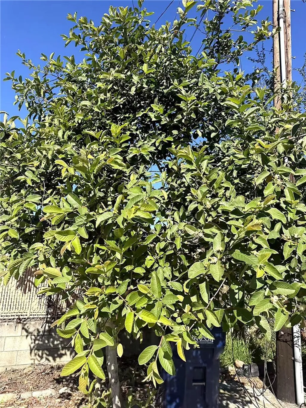 Additional image 12 of 8717 Tilmont Ave, Pico Rivera, CA 90660