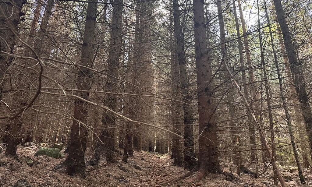 Additional image 14 of Affrusk Woodland, Banchory AB31