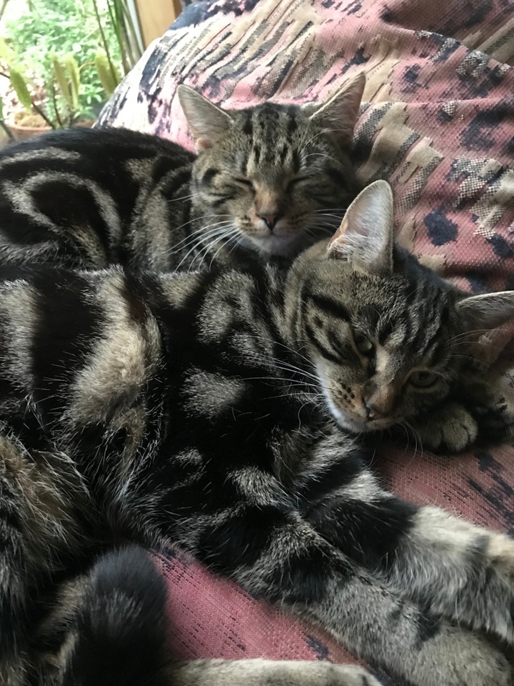 Additional image 7 of Room in a Shared Flat, Kingsland Road, E8, N1 7GU