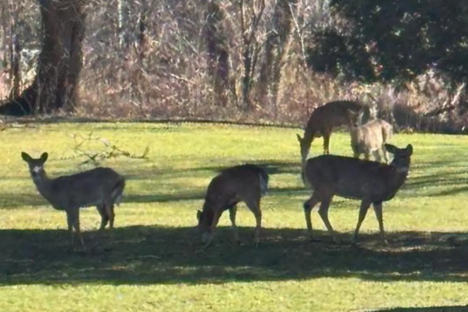 Additional image 4 of 10231 Old Pinecrest Road