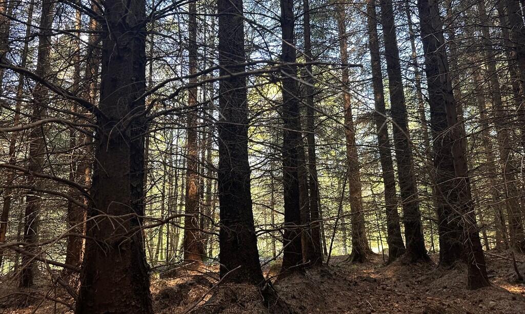 Additional image 13 of Affrusk Woodland, Banchory AB31