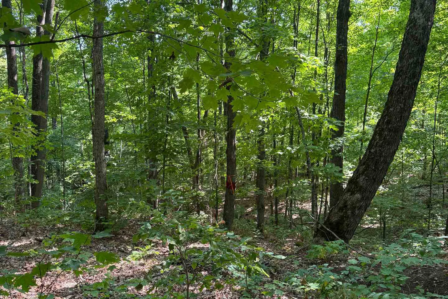 Additional image 5 of 261A Copeland Lake Road