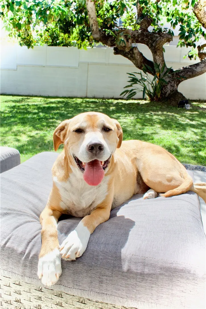 Additional image 79 of 8727 Glider Ave, Los Angeles, CA 90045