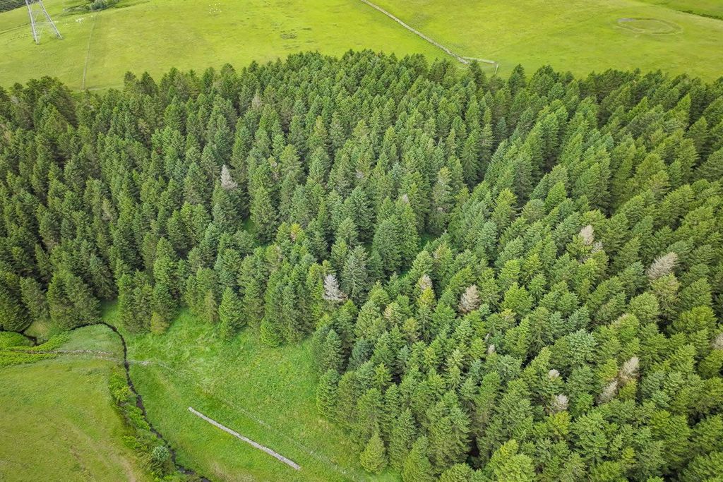Additional image 4 of Land for salePlot 1, Hartside Wood, Lauder, Scottish Borders TD26Pu TD2