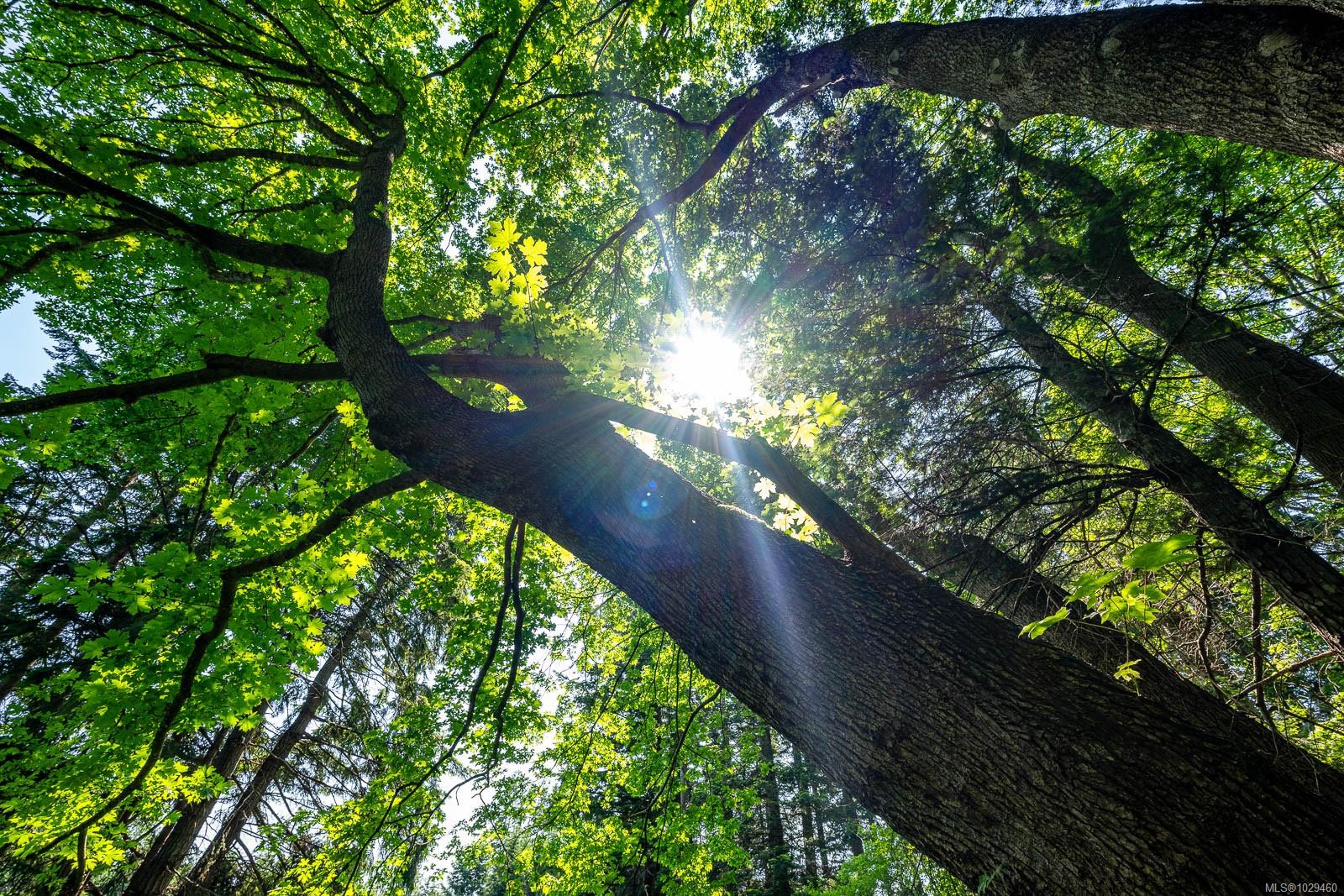 Additional image 6 of Lot 4 Butler Road, Comox, BC, V9M 4B4