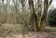 Additional image 15 of Callow, Hereford HR2