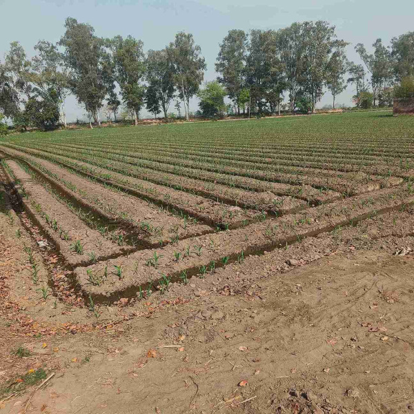 Additional image 3 of Jagraon, Ludhiana