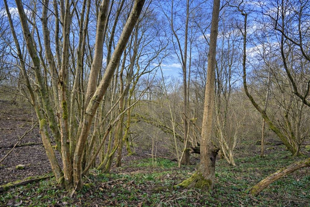 Additional image 7 of Land for saleLand Opposite 250 Holtye Road, East Grinstead, West Sussex RH19