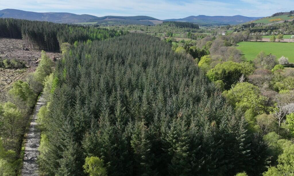 Additional image 12 of Affrusk Woodland, Banchory AB31