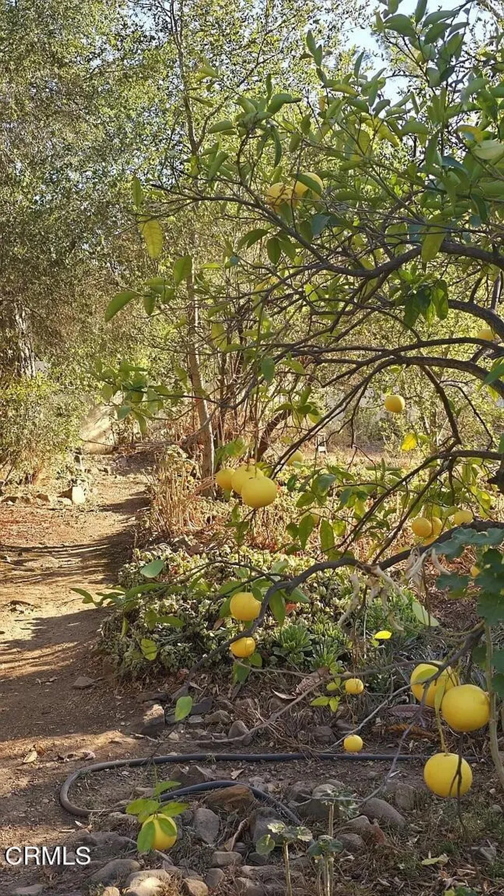 Additional image 37 of 1450 McAndrew Road, Ojai, CA 93023