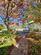 Additional image 63 of The Pines, St Catherines, By Strachur, Argyll