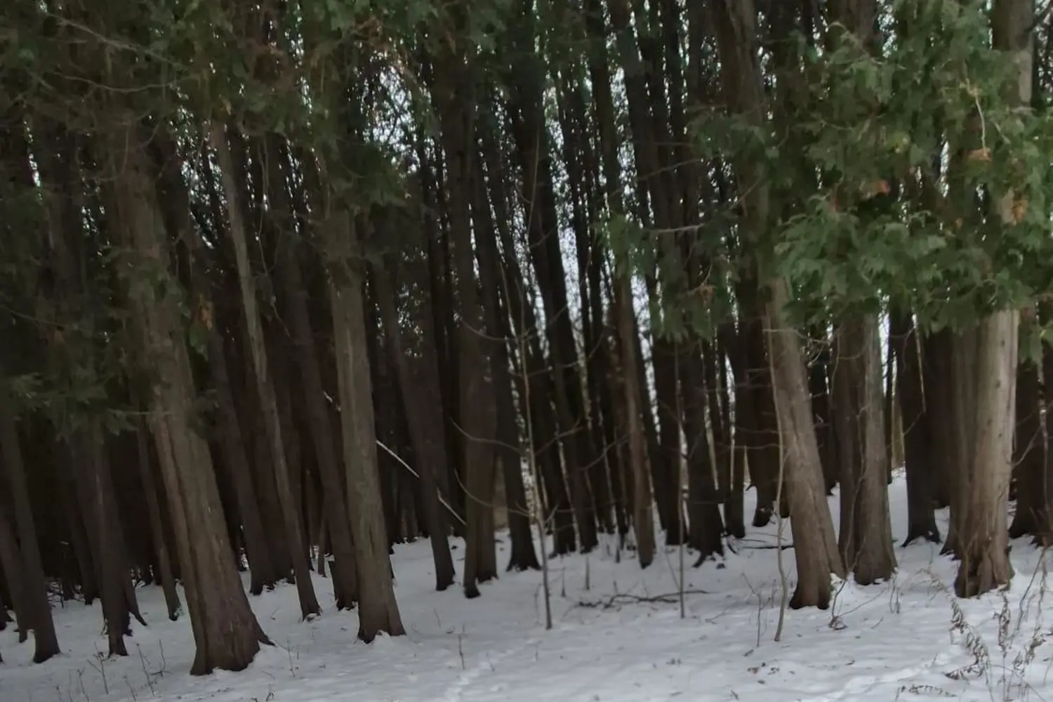 Additional image 7 of 6263 Finnerty Road