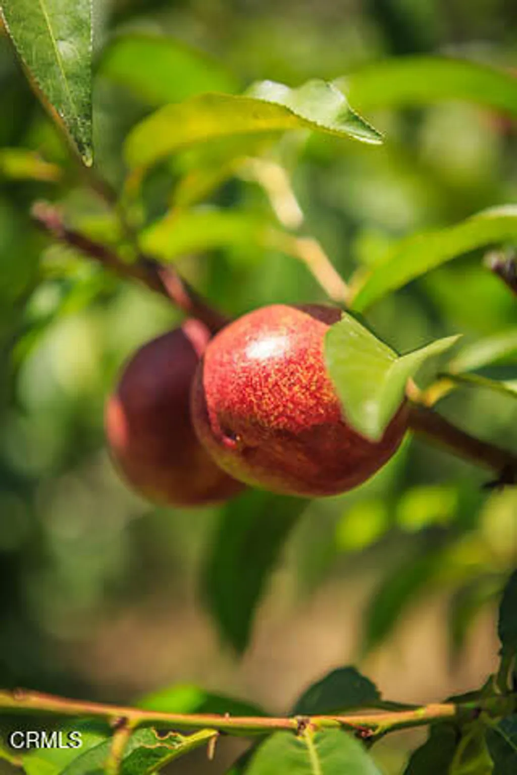 3665 Shadow Grove Road, Pasadena, CA