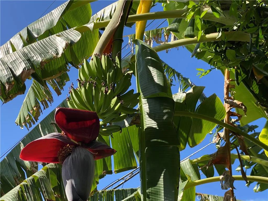 Additional image 94 of 1144 Carson Street, Costa Mesa, CA 92626