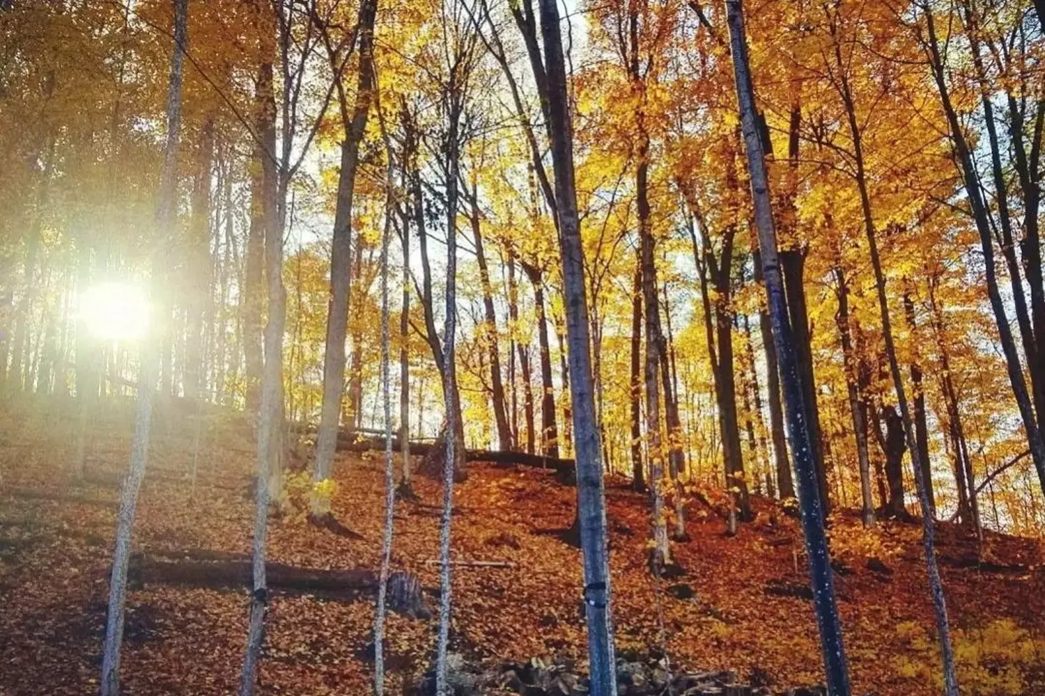 Additional image 18 of 17 Pine Ridge Trail