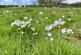 Additional image 18 of Near Llanrothal , Monmouth NP25