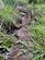 Additional image 14 of Near Llanrothal , Monmouth NP25
