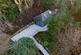 Additional image 29 of Ilsham Road, Torquay