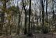 Additional image 12 of Didley Wood, Callow HR2