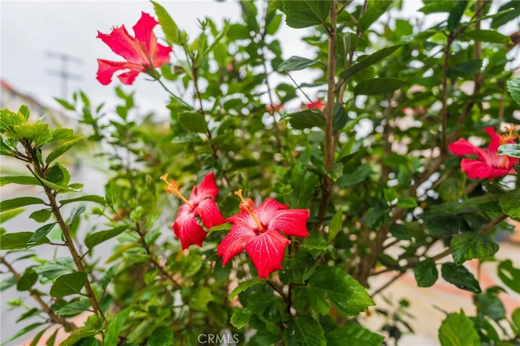 Additional image 81 of 1140 Laurel Ave, Manhattan Beach, CA 90266