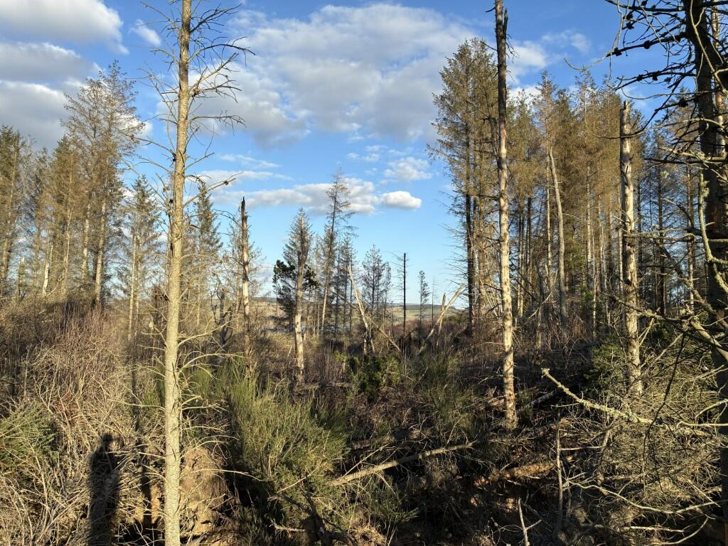 Additional image 4 of Woodland at Dessmuir Estate, Aboyne