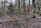 Additional image 11 of Didley Wood, Callow HR2