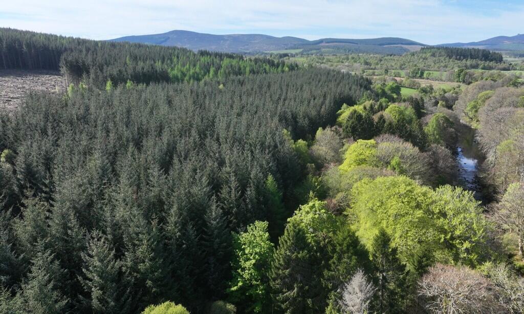 Affrusk Woodland, Banchory AB31