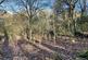 Additional image 10 of Didley Wood, Callow HR2