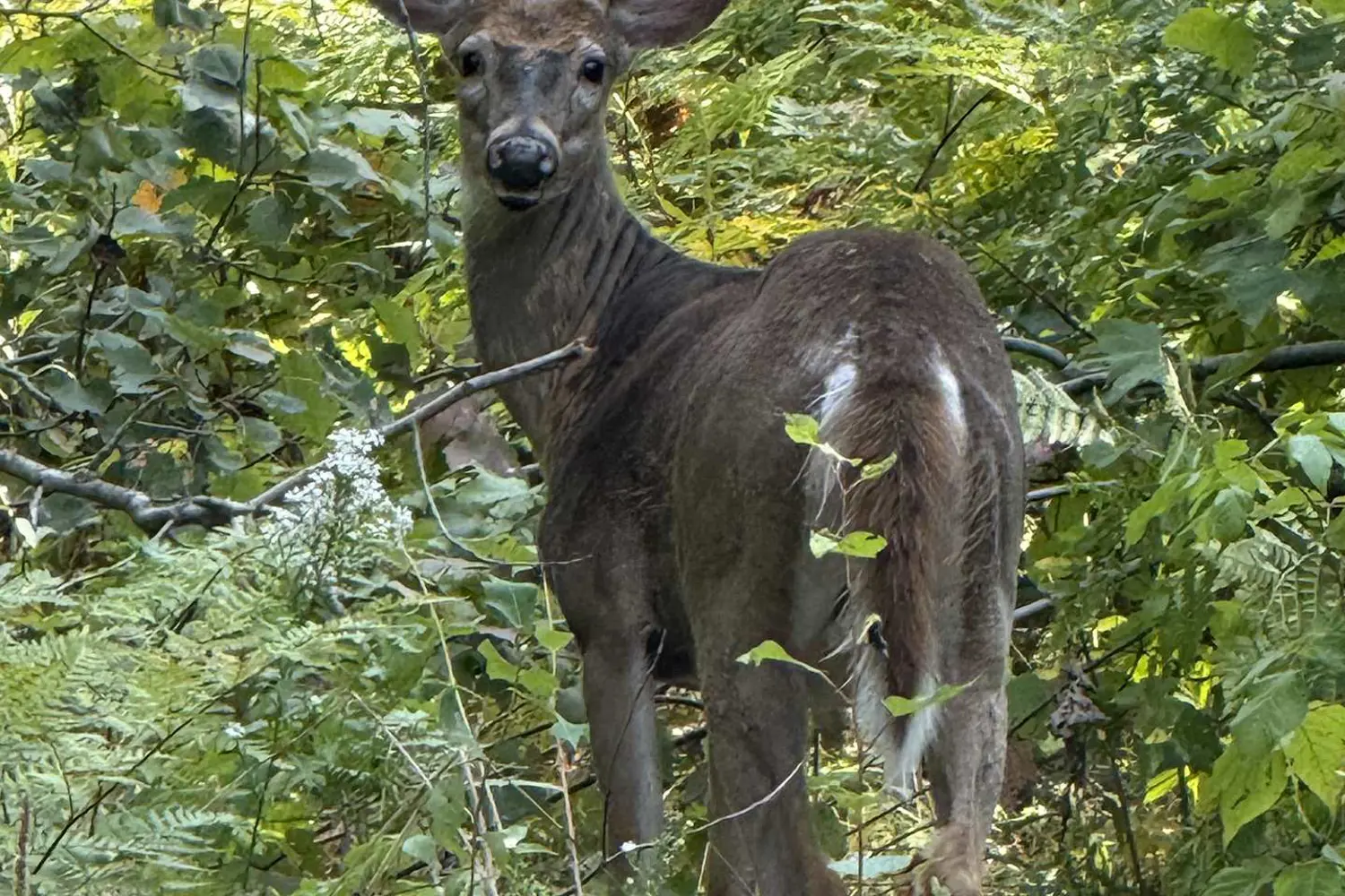 Additional image 18 of 1033 North Shore Drive