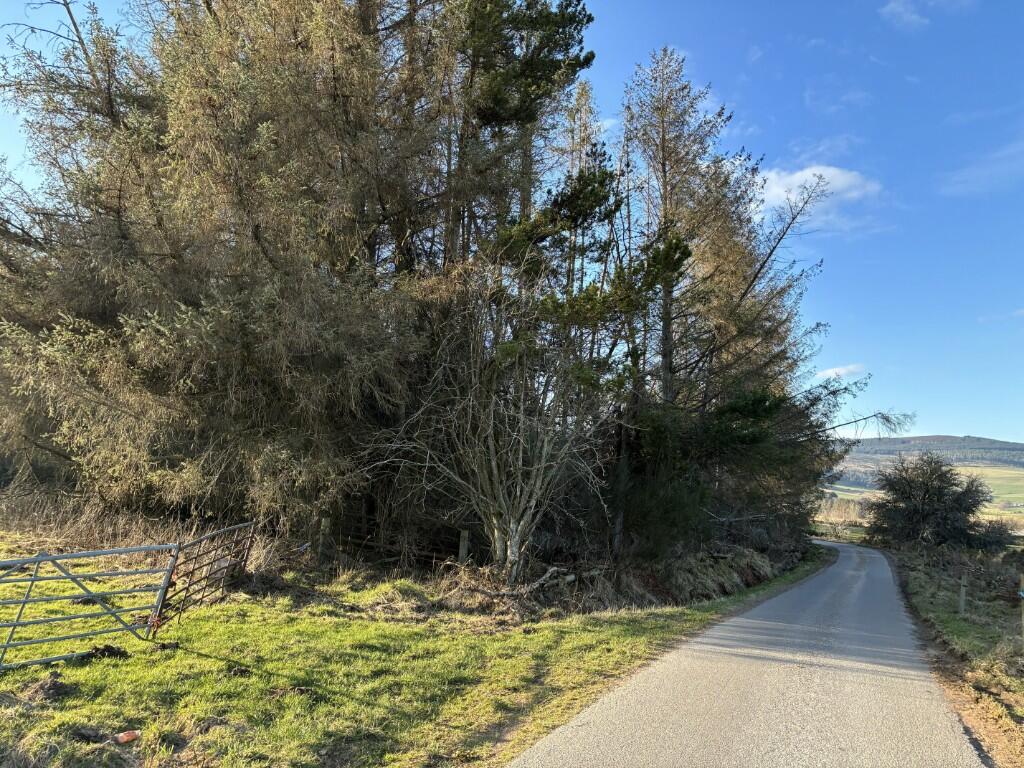 Woodland at Dessmuir Estate, Aboyne