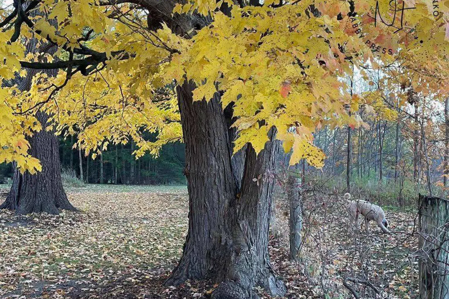 Additional image 5 of 5882 Canborough Road