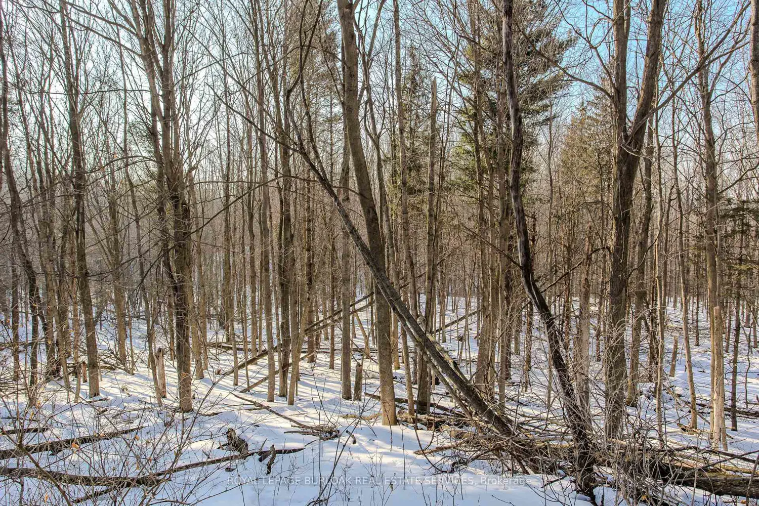 Additional image 14 of 2431 Britannia Road