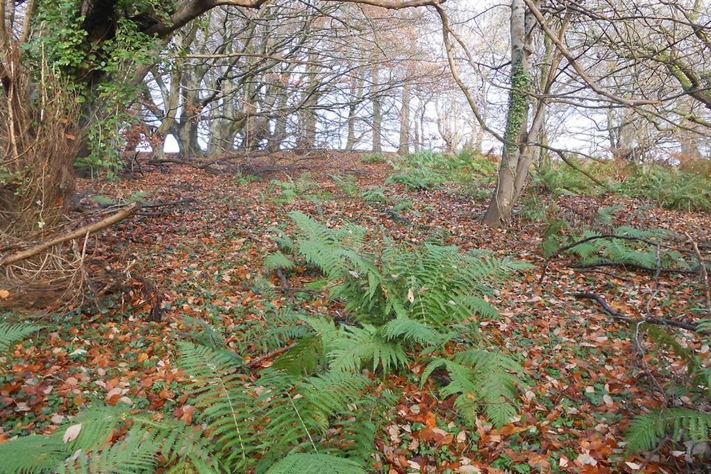 Additional image 3 of Land for saleTam Oshanter, Plot 3, Poets Rest, Catrine KA56Sw KA5