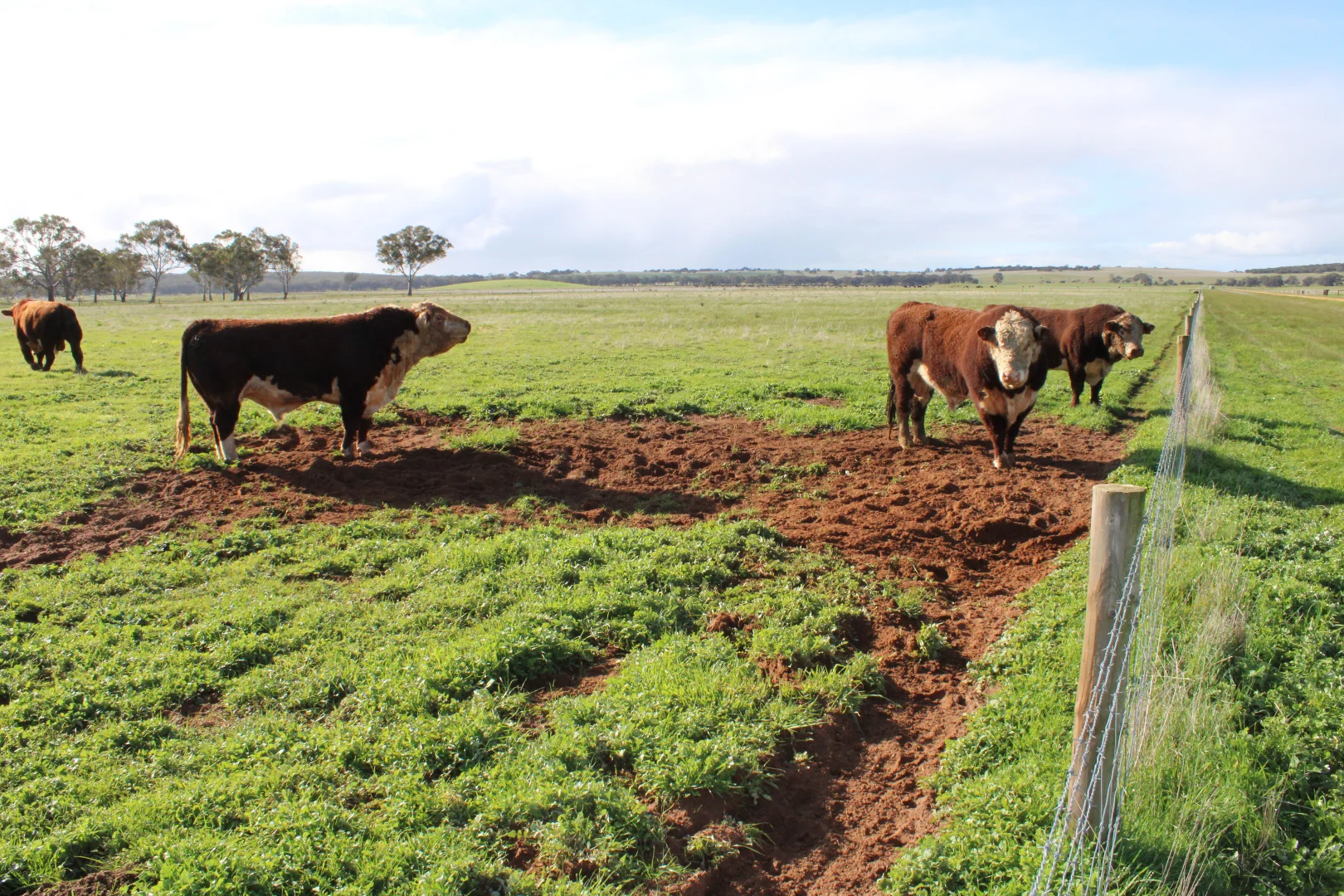 Additional image 33 of 678 Jones Road, Mundulla SA 5270