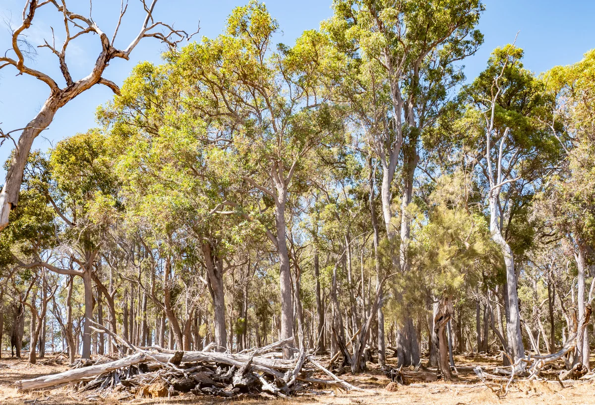 Additional image 21 of 1 Hopkins Road, Chapman Hill WA 6280