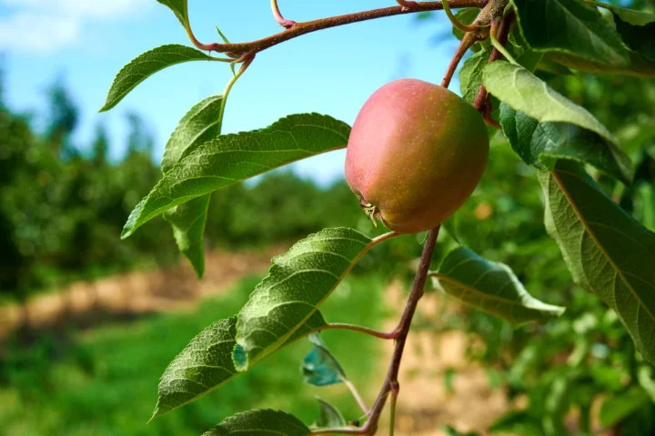 Additional image 8 of Loxton North SA 5333