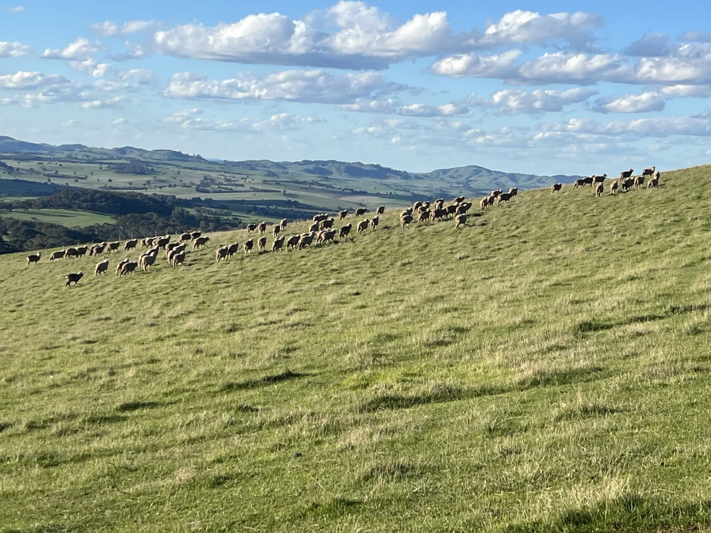 Additional image 10 of Lancefield-Pyalong Road, Goldie VIC 3435