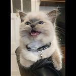 Additional image 12 of 6 Bed Flat, Sauchiehall Street, G2, N1 7GU