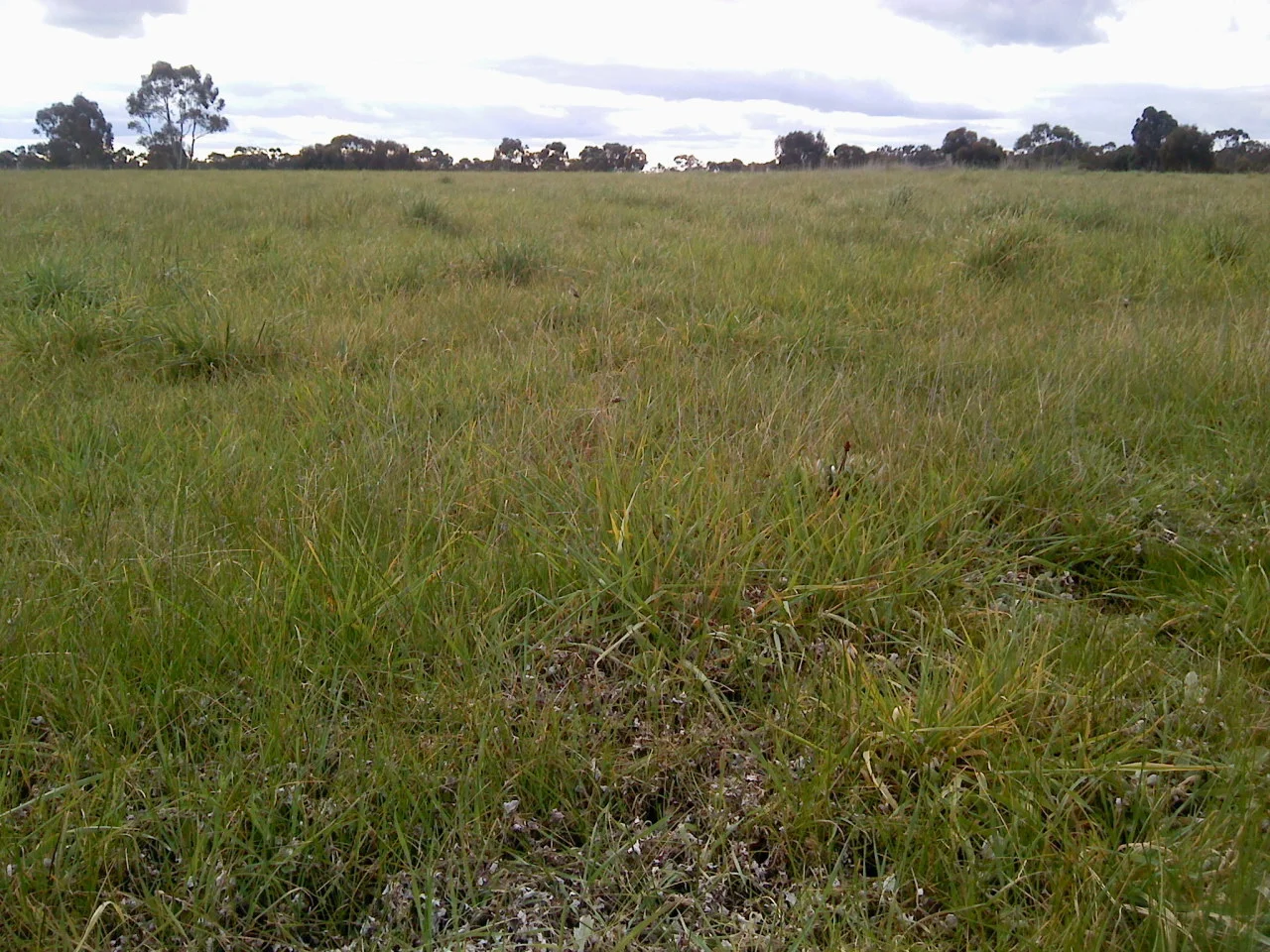 8 Massimo Court, Maryborough VIC 3465