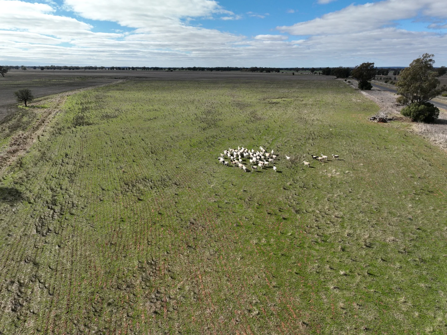 Additional image 20 of 'Weemala' 2075 The McGrane Way, Tullamore NSW 2874