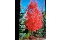 Additional image 28 of 538 241st Ln SE, Sammamish, WA, 98074