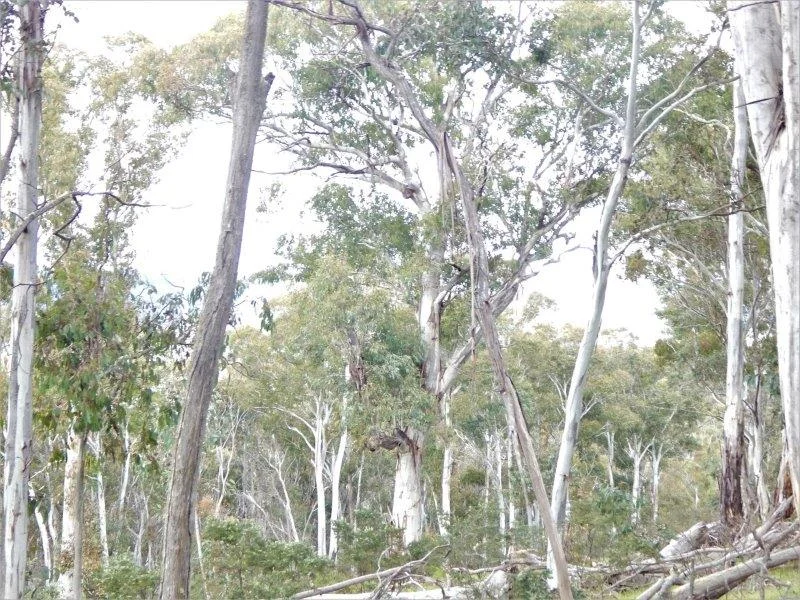 Additional image 5 of Lot 144 Anglers Reach Road, Adaminaby NSW 2629