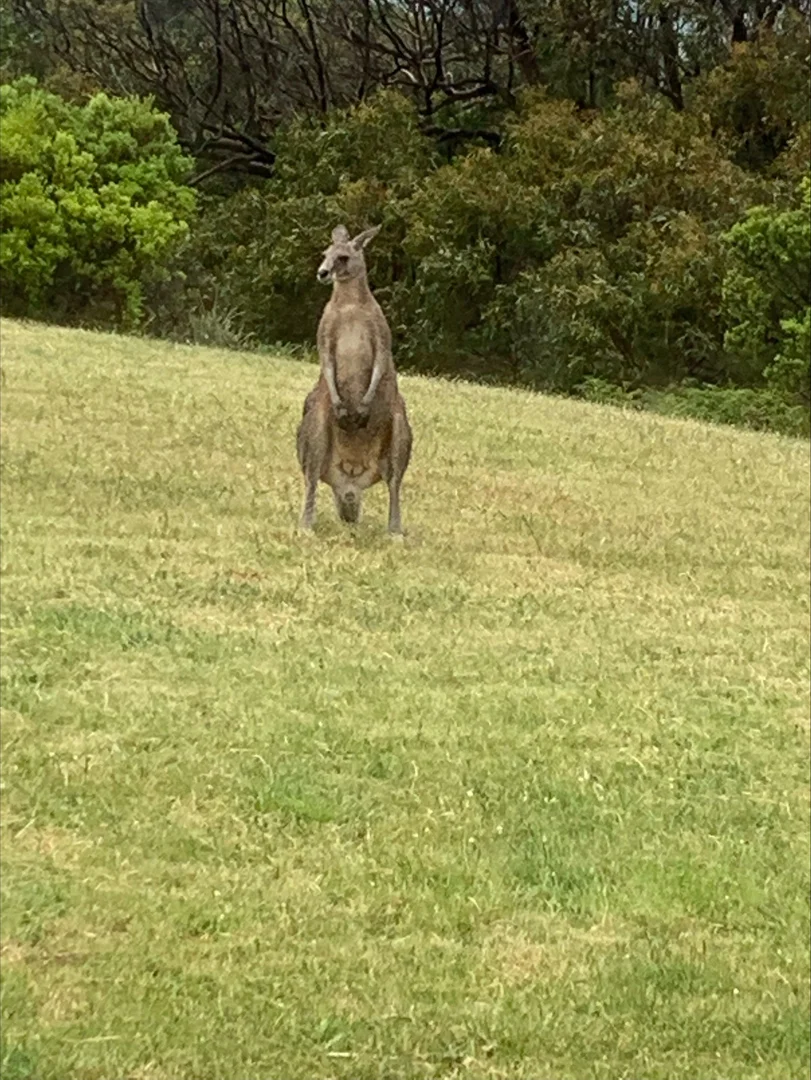 Additional image 31 of Level 41, 41A, 4/1010 Lighthouse Road, Cape Otway VIC 3233