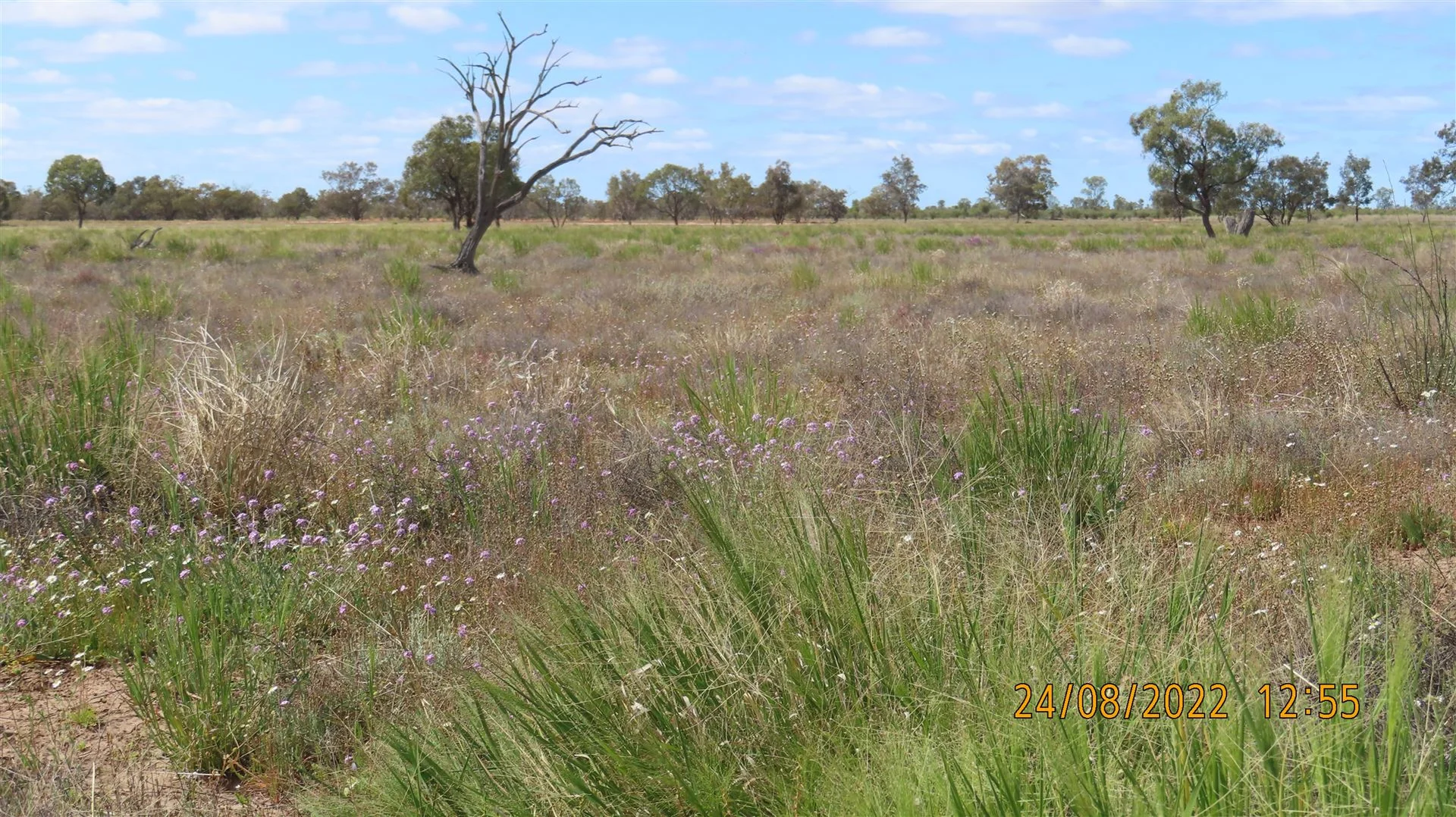 Additional image 12 of * East Weelong, Louth NSW 2840