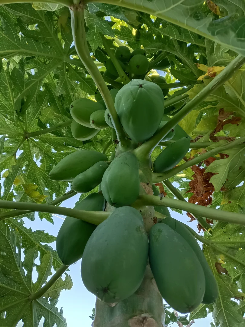 Additional image 23 of Torrens Creek QLD 4816